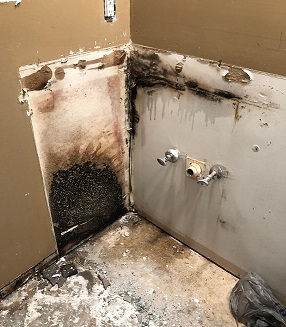 Mold growing behind appliances in Cincinnati home