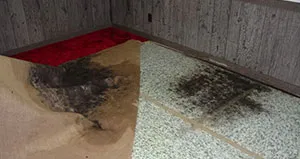 Mold growing on and under carpet in Cincinnati property